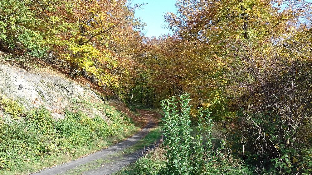 Urwaldsteig