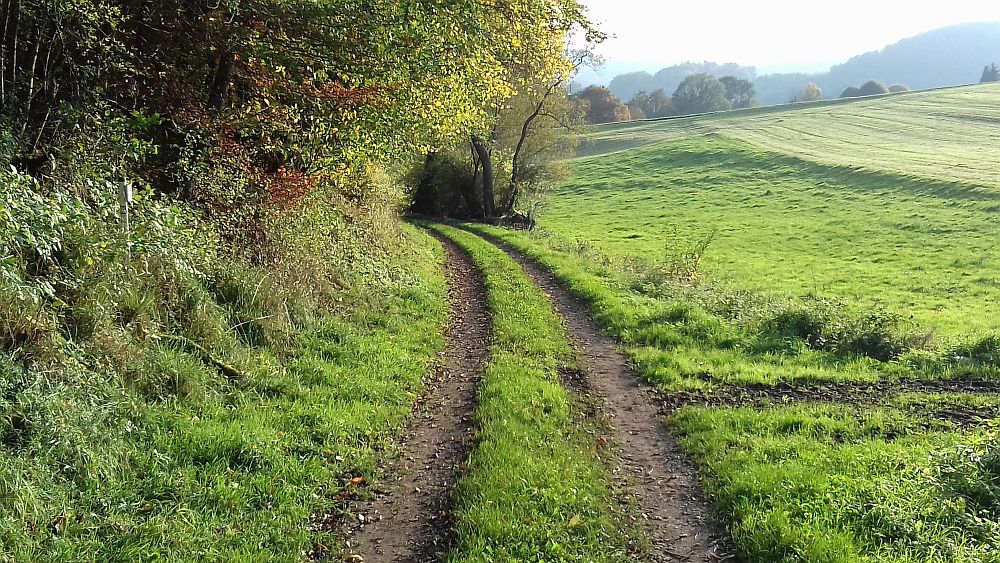 Urwaldsteig