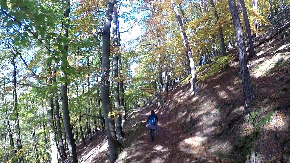 Urwaldsteig