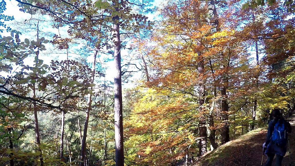 Urwaldsteig