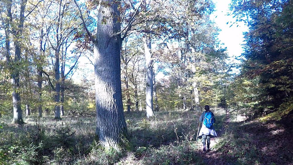 Urwaldsteig
