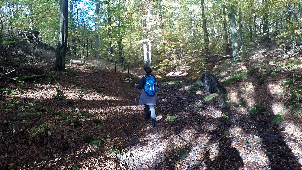 Urwaldsteig