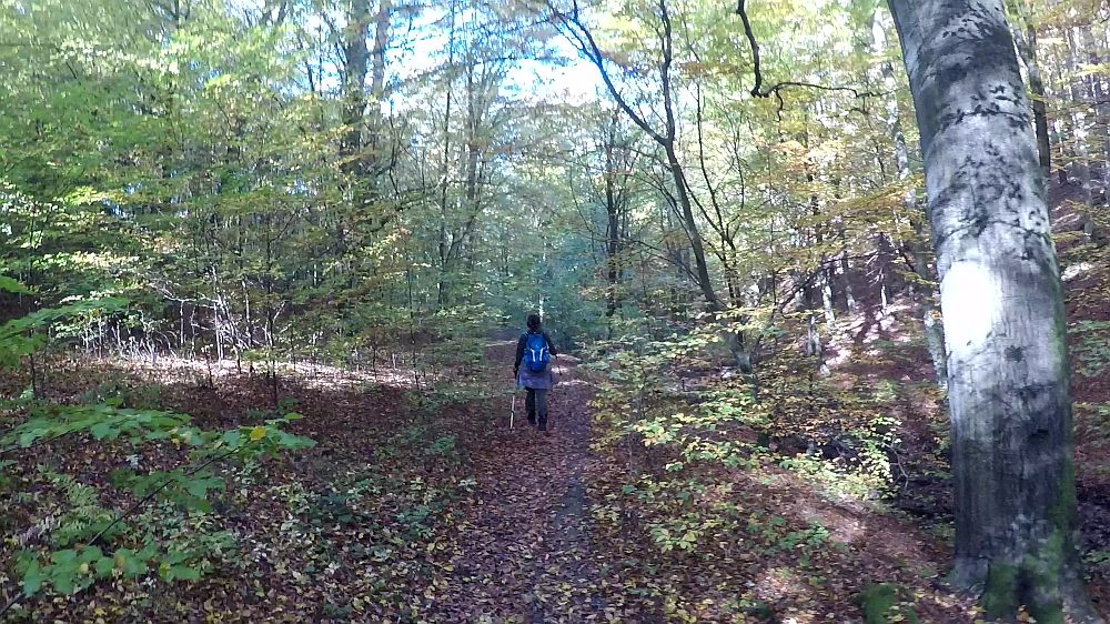 Urwaldsteig