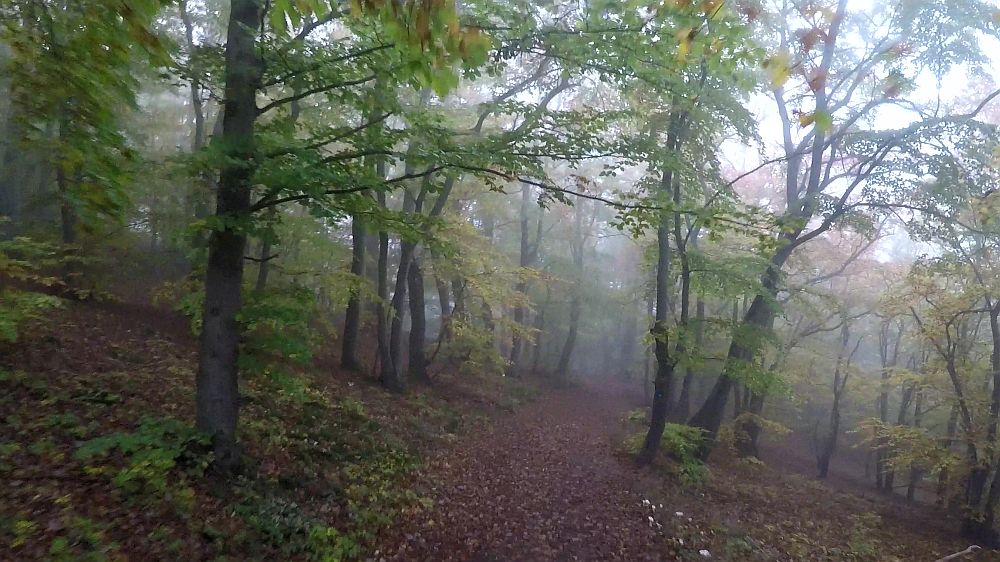 Urwaldsteig