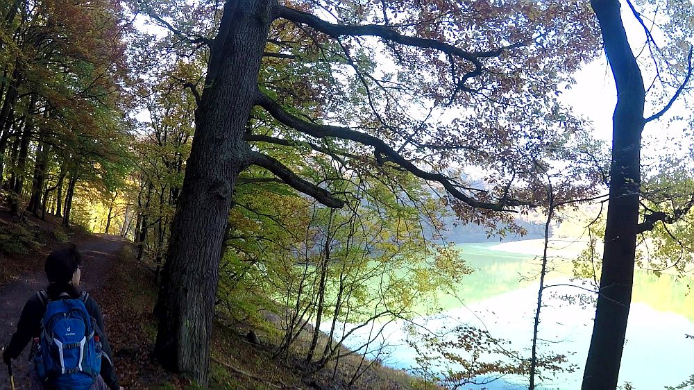 Urwaldsteig