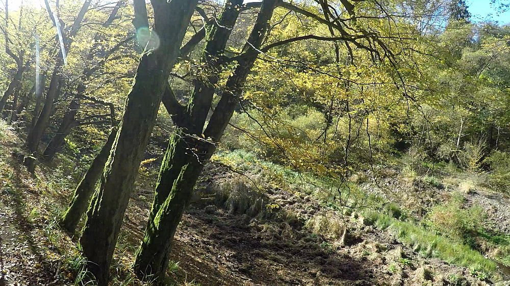 Urwaldsteig
