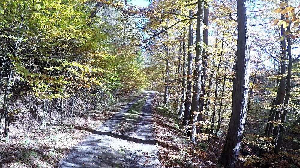 Urwaldsteig