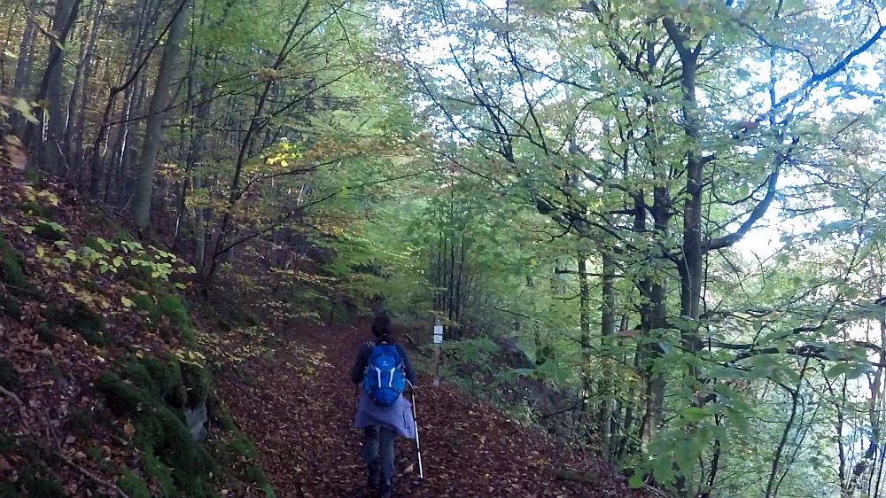 Urwaldsteig