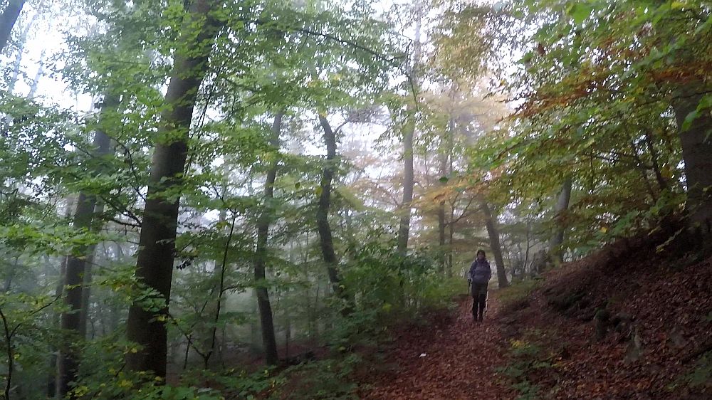 Urwaldsteig