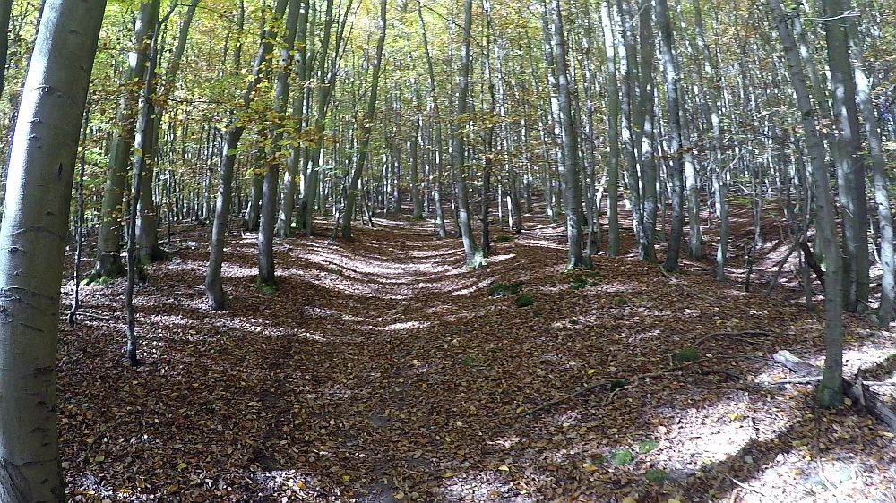 Urwaldsteig