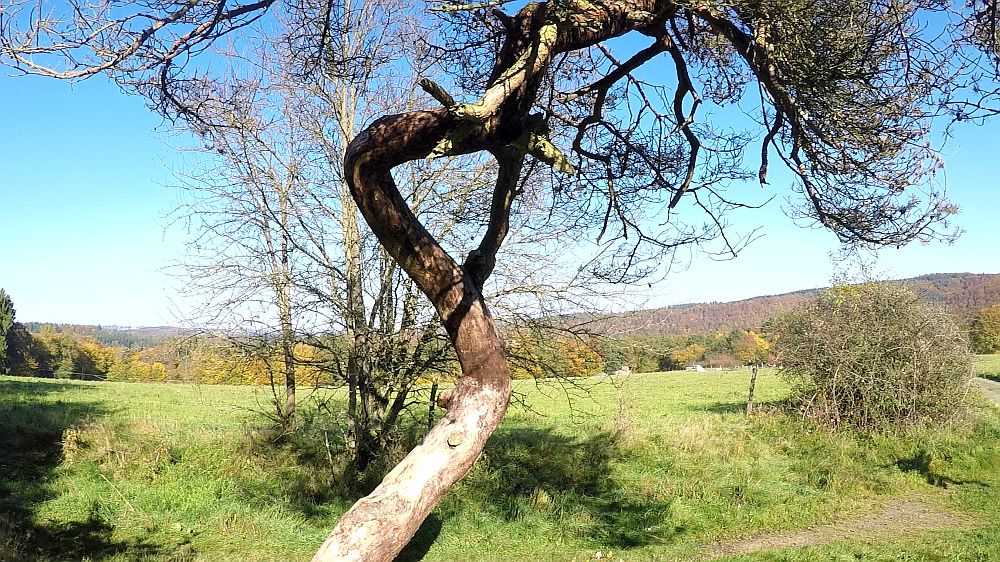 Urwaldsteig