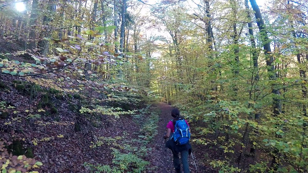 Urwaldsteig