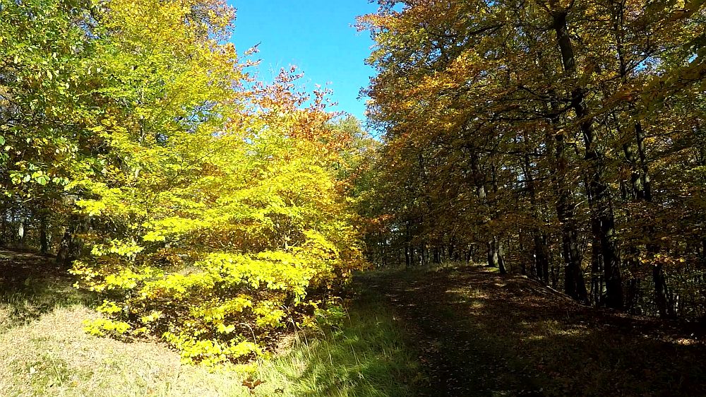 Urwaldsteig