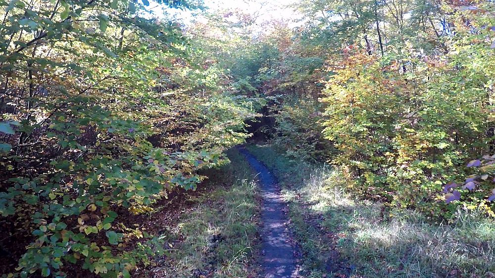 Urwaldsteig