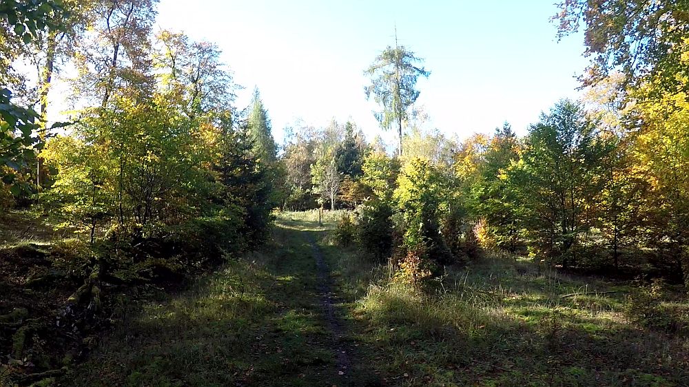 Urwaldsteig
