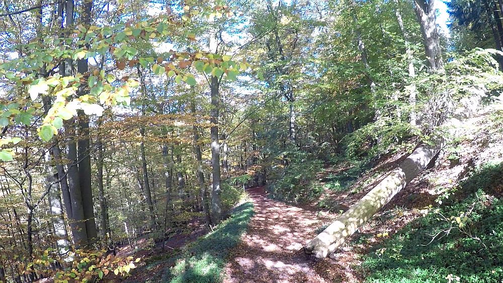 Urwaldsteig