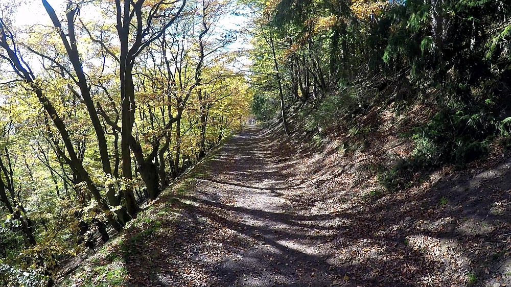 Urwaldsteig