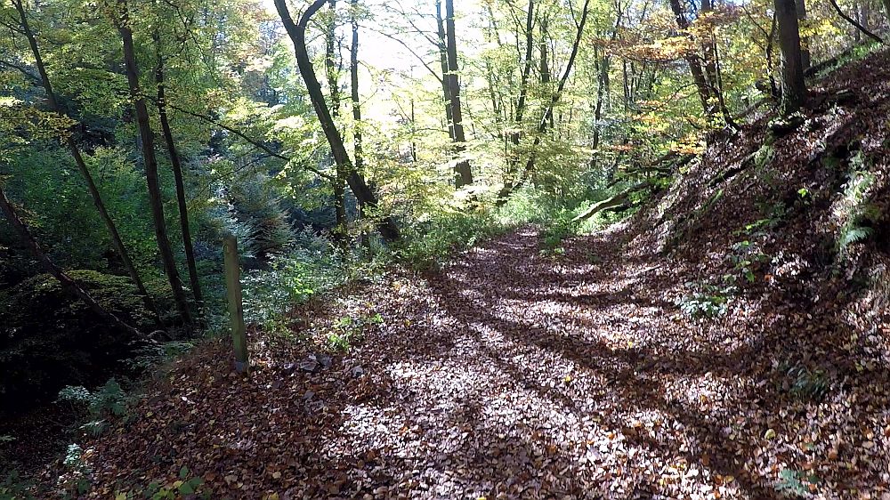 Urwaldsteig