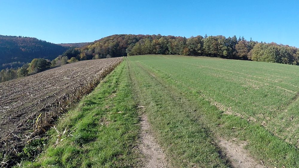 Urwaldsteig