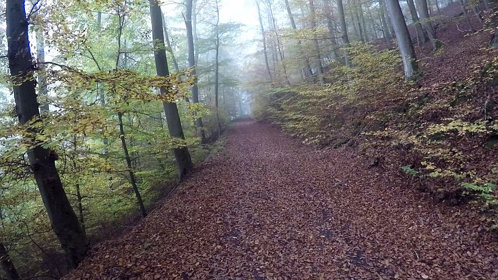 Urwaldsteig