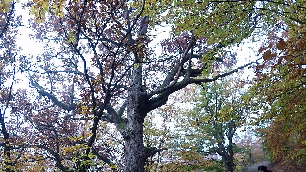 Urwaldsteig
