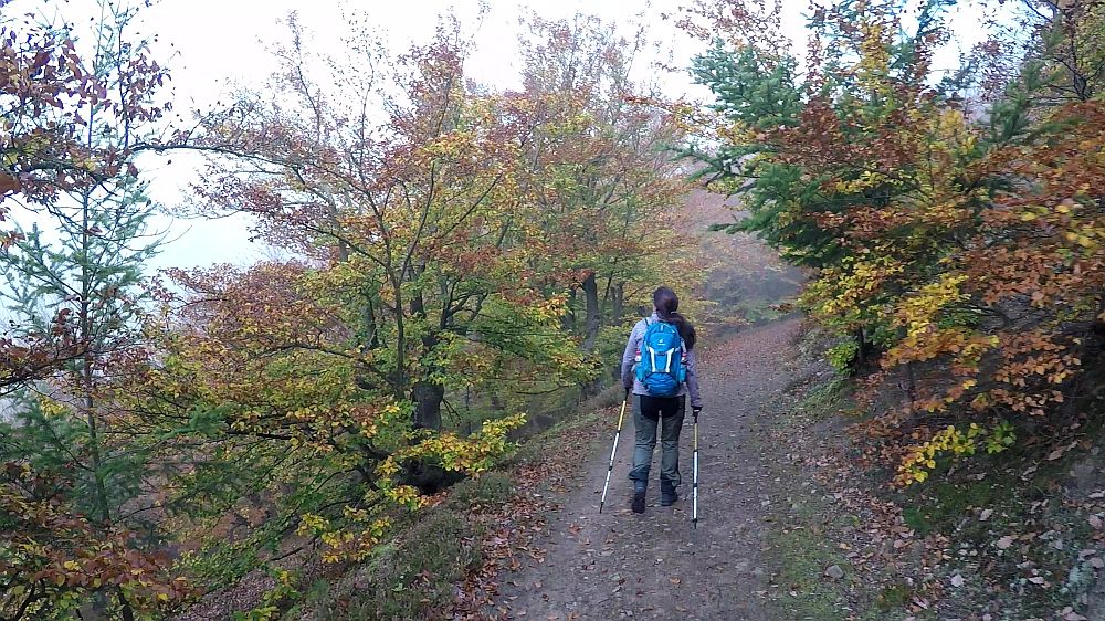 Urwaldsteig