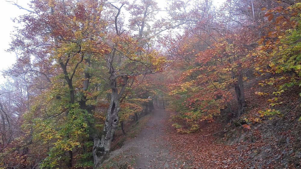 Urwaldsteig