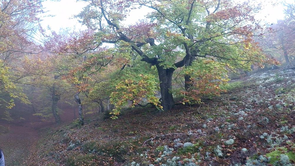 Urwaldsteig