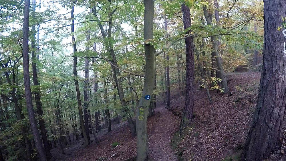 Urwaldsteig
