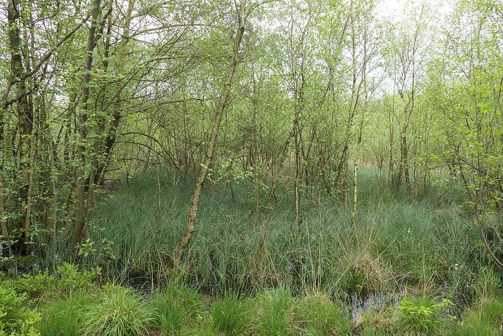 Venner Moor