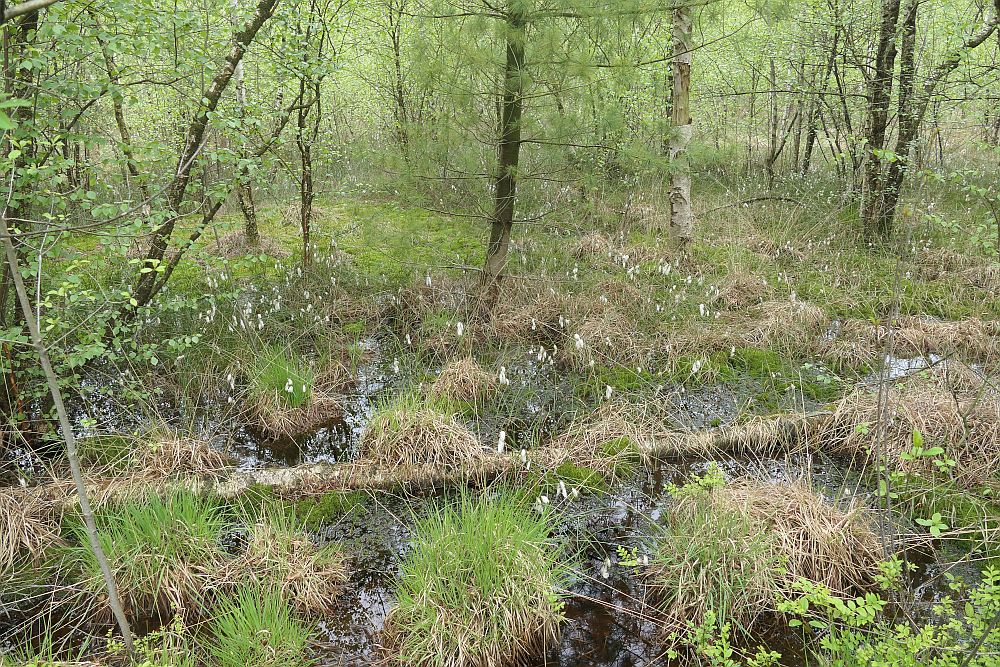 Venner Moor