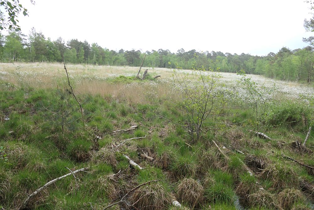Venner Moor