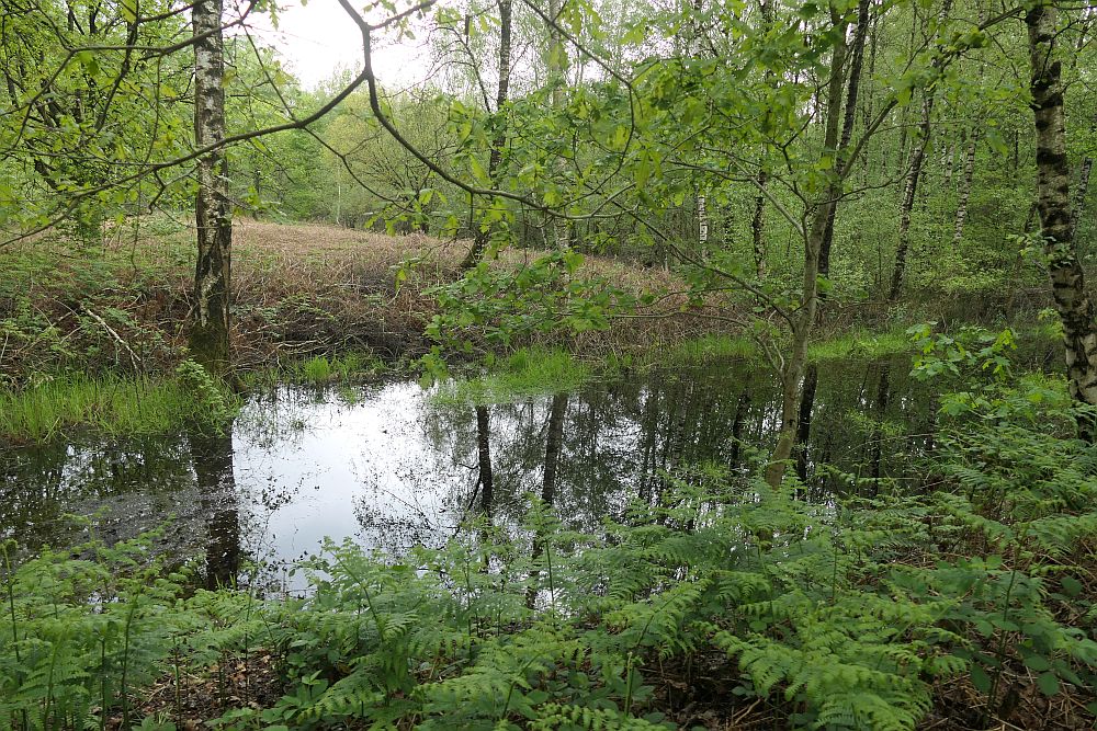 Venner Moor