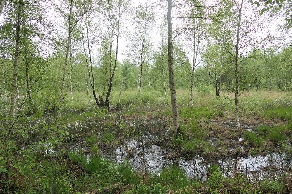 Venner Moor