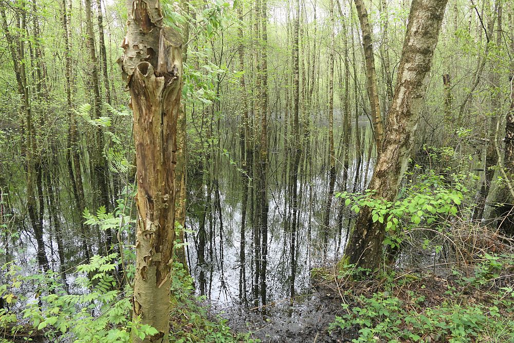 Venner Moor