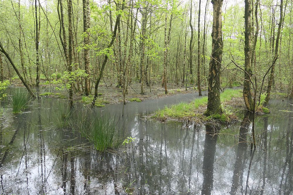 Venner Moor