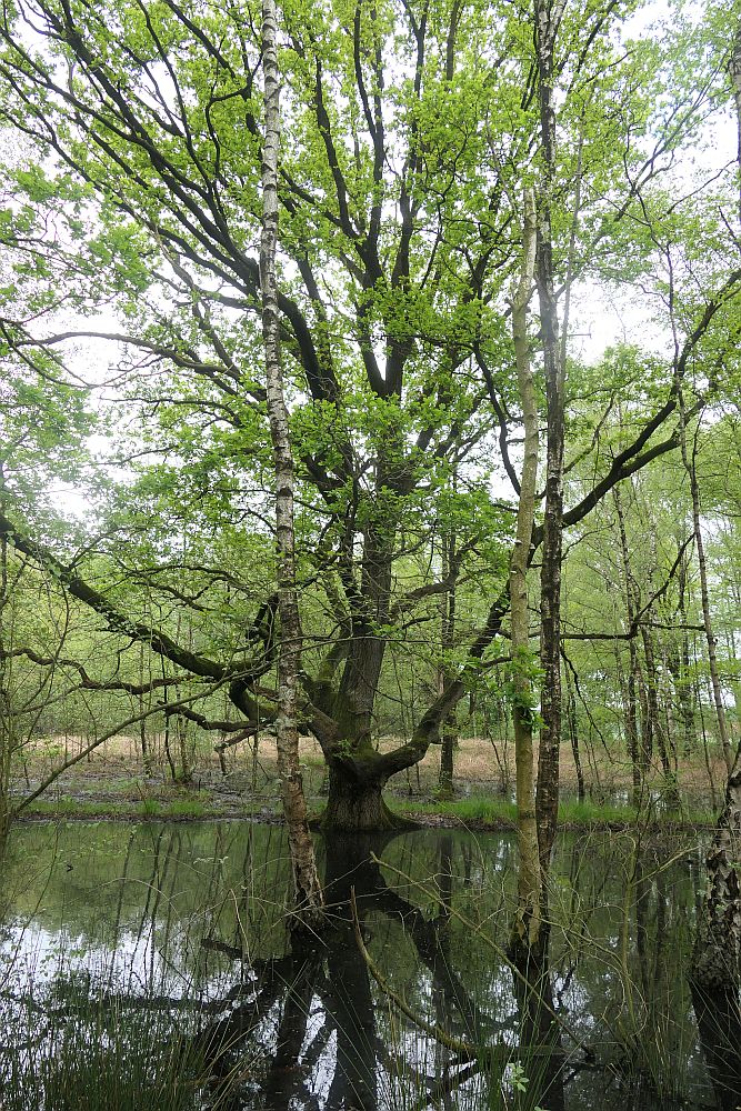 Venner Moor
