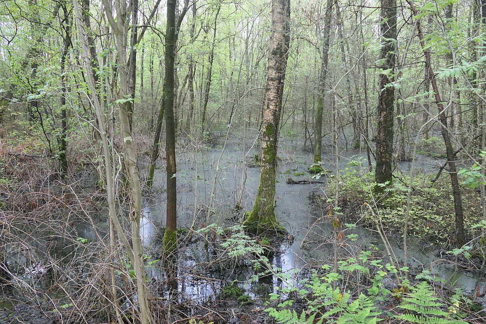 Venner Moor