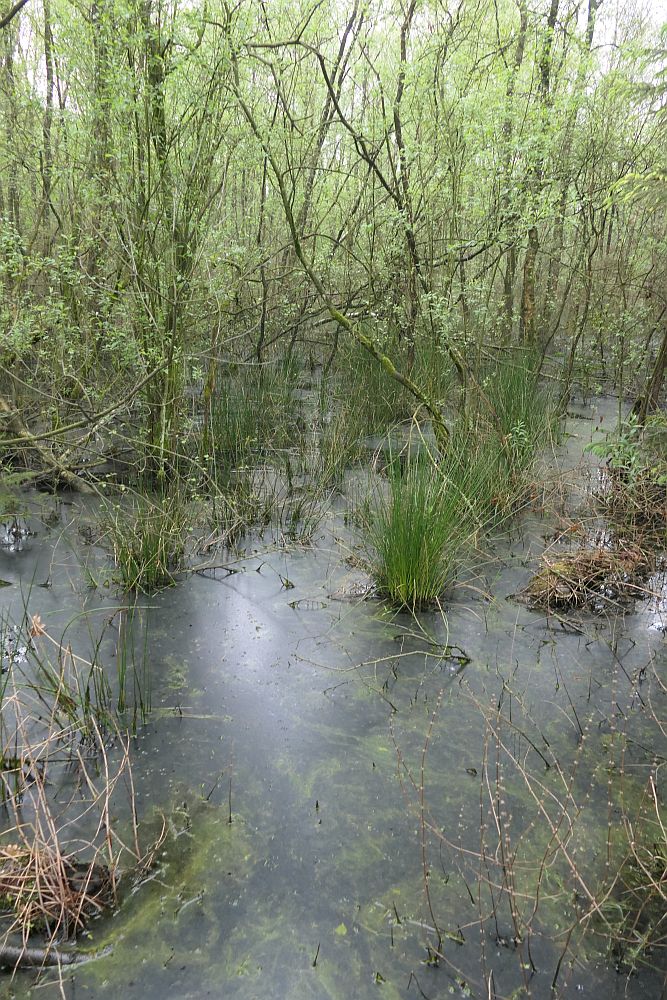 Venner Moor