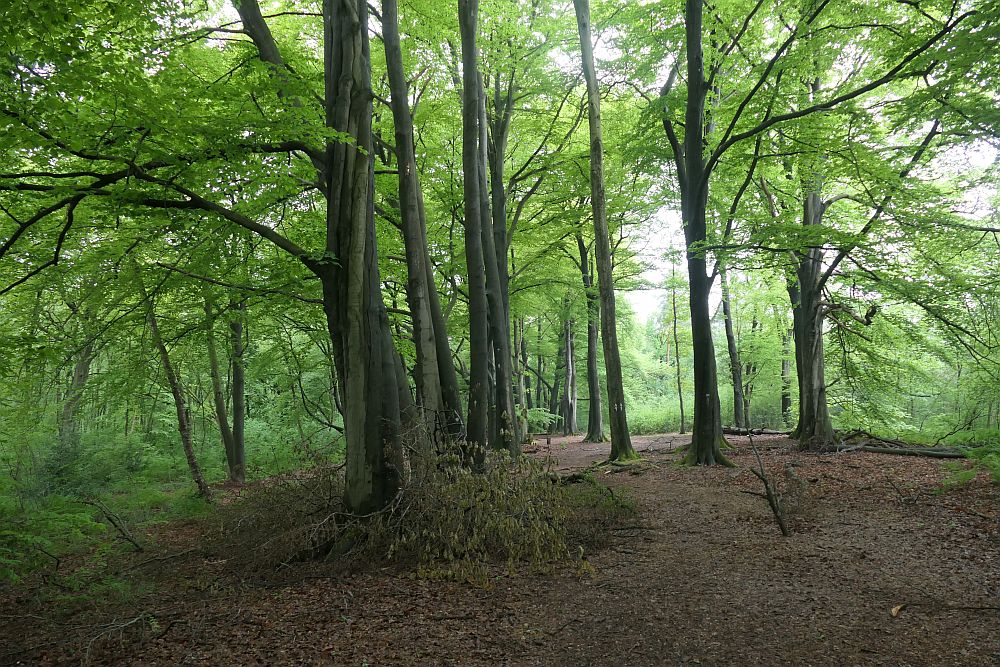 Venner Moor