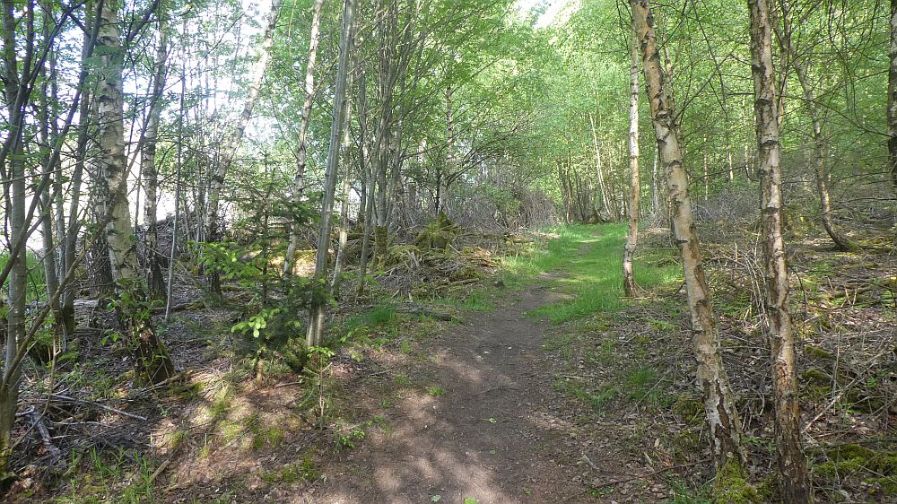 Sauerländer Waldroute