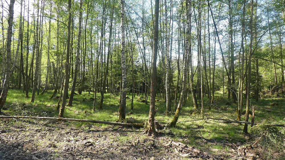 Sauerländer Waldroute