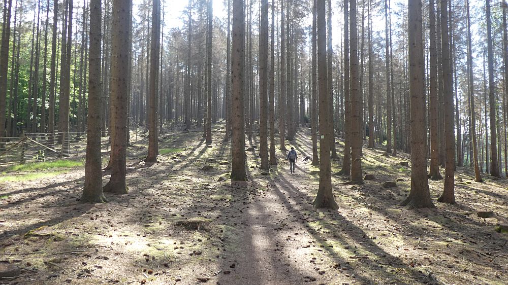 Sauerländer Waldroute