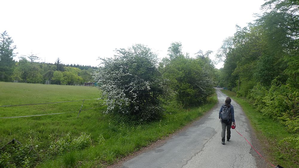 Sauerländer Waldroute