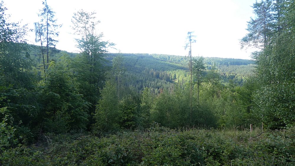 Sauerländer Waldroute