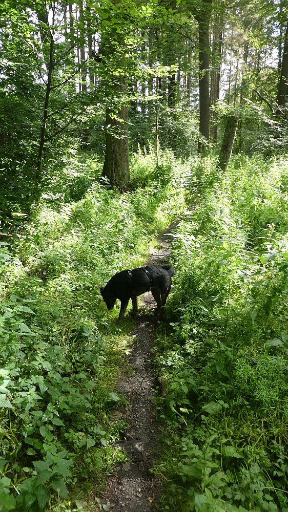 Sauerländer Waldroute