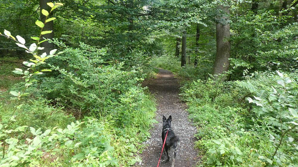 Sauerländer Waldroute