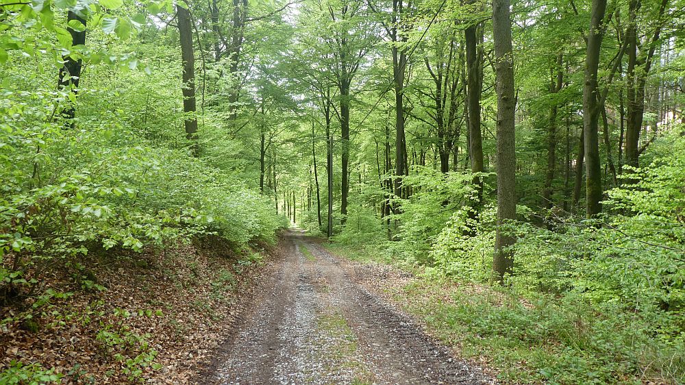 Sauerländer Waldroute