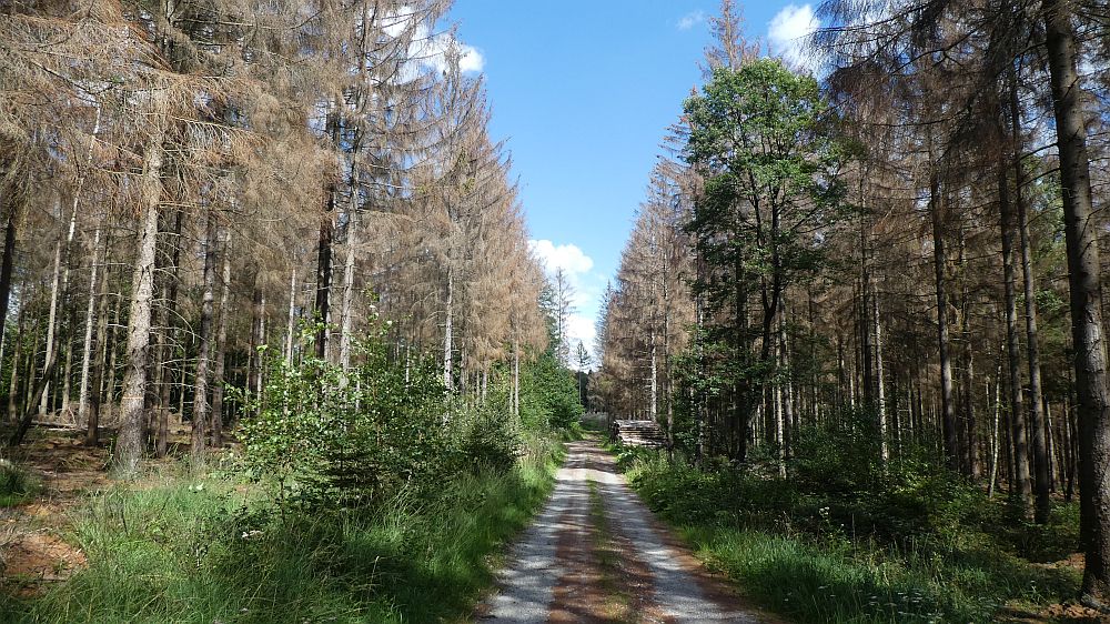 Sauerländer Waldroute