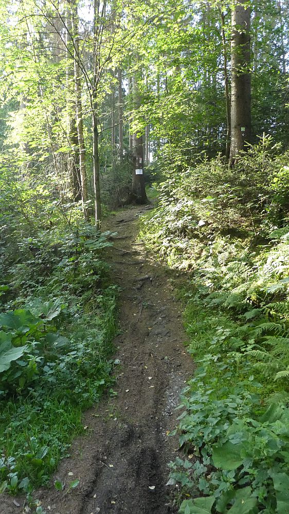 Sauerländer Waldroute